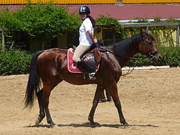 Inbound Marketing is Riding a Horse Backwards